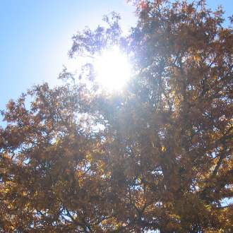 Le foto di Terranera - Cerri in autunno