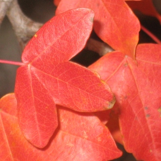 Le foto di Terranera - Foglie d'autunno