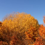Le foto di Terranera - Alberi