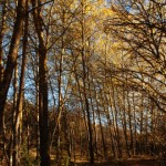 Le foto di Terranera - Pioppi in autunno