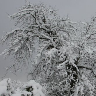 Le foto di Terranera - j'albere schiorte