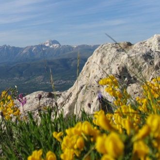 Le foto di Terranera - Fiori e Gran Sasso