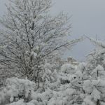 Le foto di Terranera - Dalle Fosse
