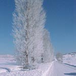 Le foto di Terranera - Alberi Gelati