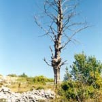 Le foto di Terranera - L'Alberello